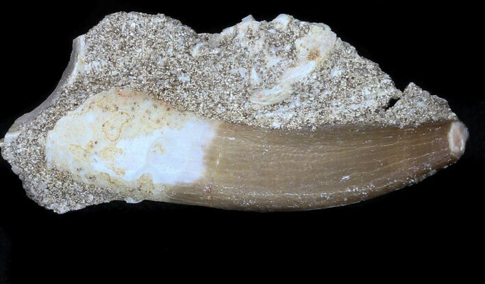 Fossil Plesiosaur Tooth - Morocco #35885